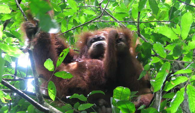 Орангутанги-в-лесу